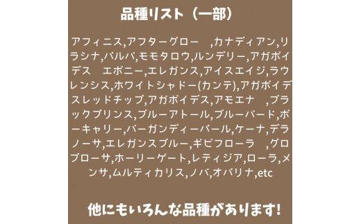 730.【厳選株】【農場直送】多肉植物エケベリア ぷっくり充実株!! おまかせ14品種セット※着日指定不可※北海道・沖縄・離島への配送不可