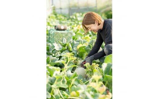 【先行予約】808.【赤肉系メロン】プリモレッド×２玉（1玉2kg前後×2玉）※離島への配送不可