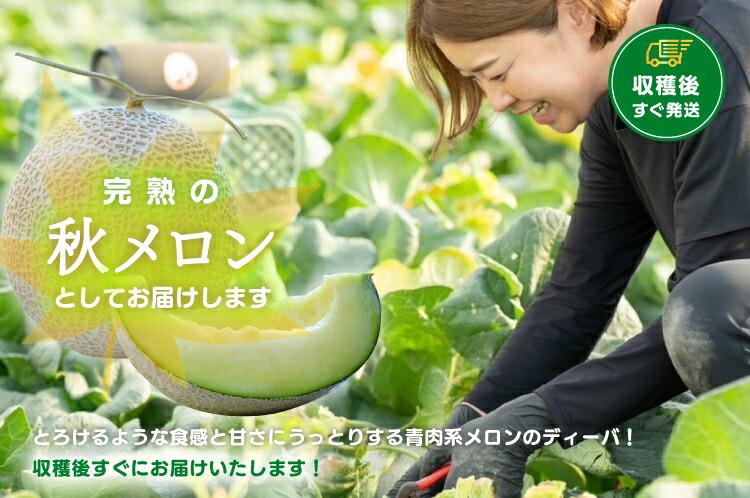 【先行予約】920.【青肉系メロン】ディーバ×２玉（1玉2kg前後×2玉）※離島への配送不可（北海道、沖縄本島は配送可能）