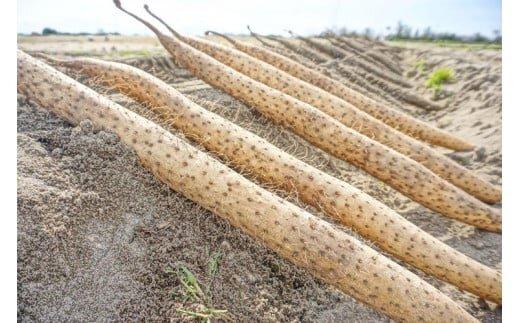 753.【ご自宅用】鳥取特産品　砂丘ながいも（カット）3kg