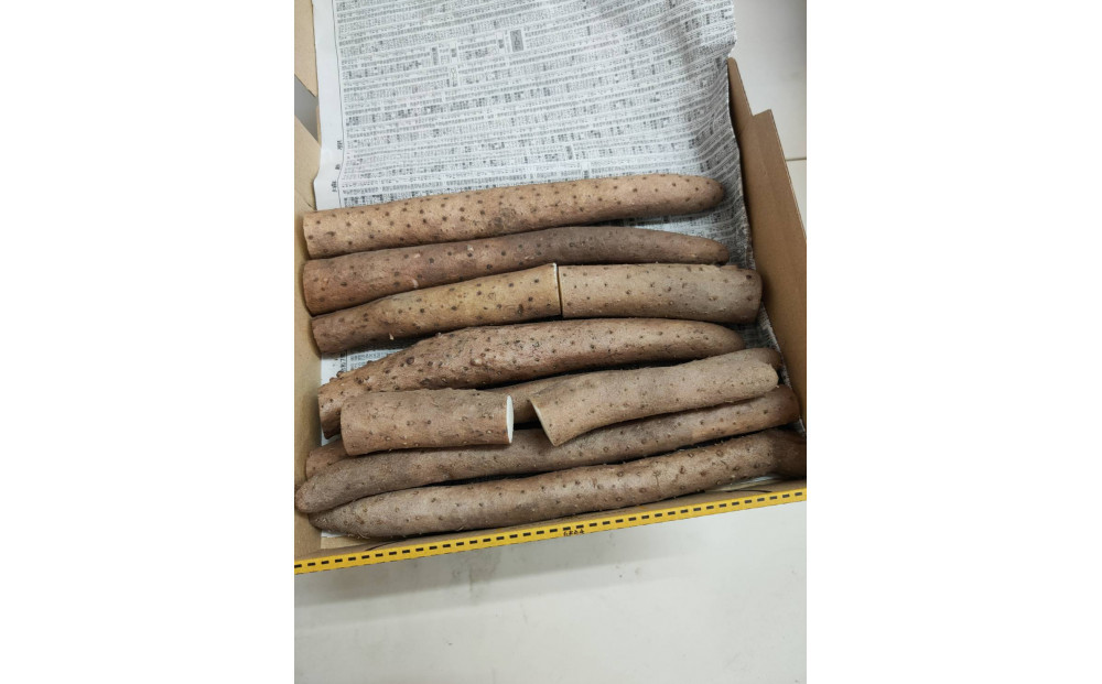 981.【訳あり】砂丘ながいも　1kg《検索用ワード:長芋・とりたて・とろろ・ねばり・山芋》