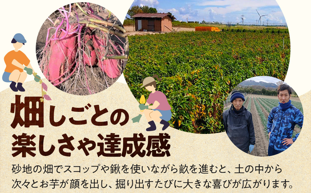 1284.【要予約 大人1名様用】北栄町 お芋収穫体験　長芋・ねばりっこ・とっくり芋・里芋・さつまいも　掘ったお芋5kg付き