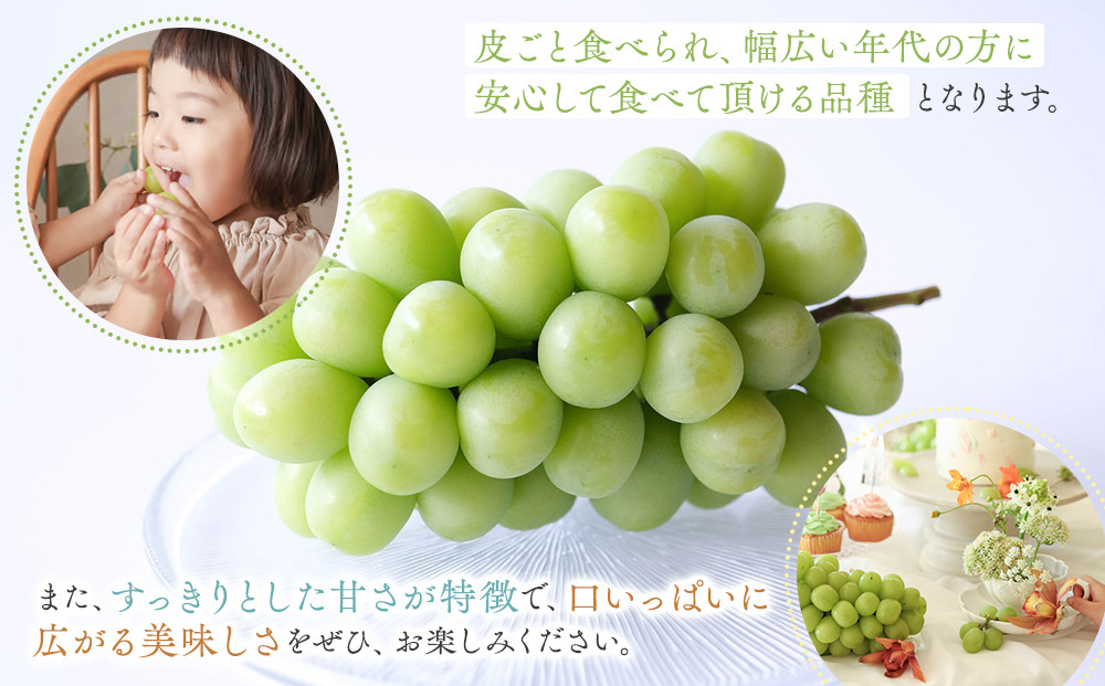 1039.【家庭用】波の音が聴こえる葡萄畑　ひなたFARM シャインマスカット