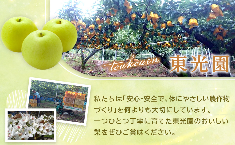 1281.【2026年9月発送】二十世紀梨　5ｋｇ