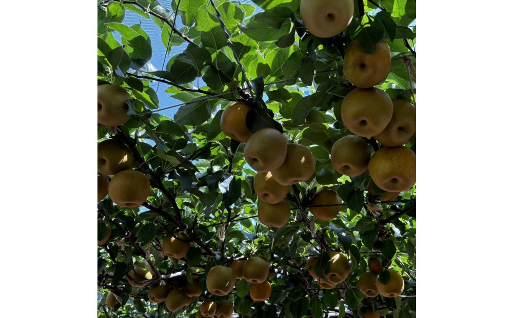 1255.【2026年度発送先行予約】訳あり　新甘泉　3kg