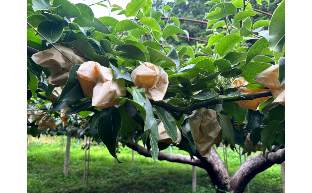 1263.【2026年度発送先行予約】数量限定　二十世紀梨　3kg