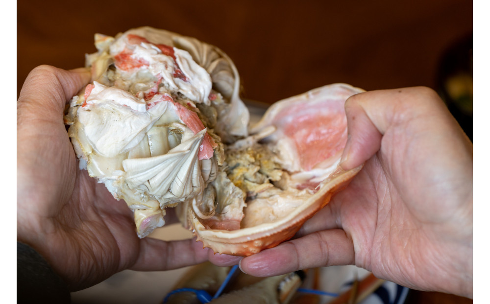 鳥取県産　タグ付きボイル松葉ガニと活松葉ガニの欲張りフルコース中2枚セット　(700g前後)　※2025年11月上旬～2026年3月下旬頃に順次発送予定