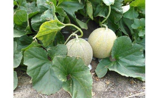 311.【先行予約】幻の「優香メロン」満足の2玉セット　※2026年6月下旬頃より順次発送予定