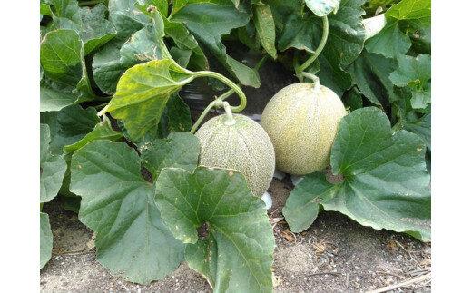 786.【先行予約】幻の「優香メロン」うれしい！3~4玉入 　※2026年６月下旬より順次発送予定