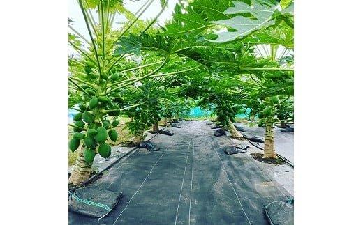 354.青パパイヤ（砂丘パパイヤ）4.0kg前後　※2025年9月中旬～11月下旬頃に順次発送予定※離島への配送不可