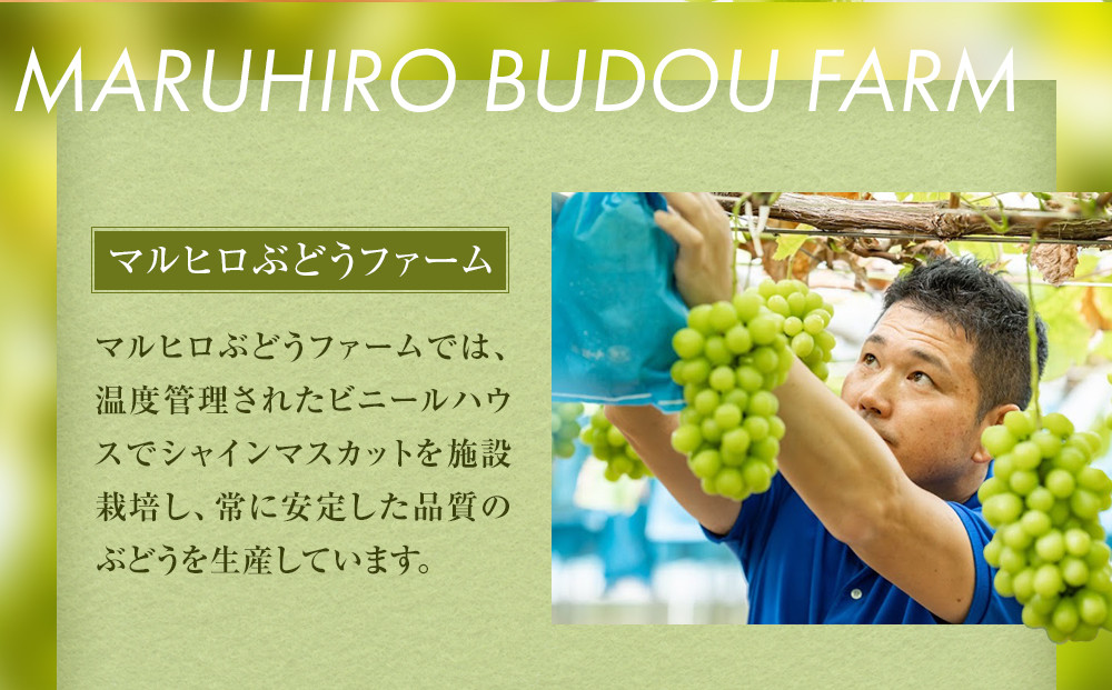 914.【先行予約】シャインマスカット 訳あり 家庭用 鳥取砂丘地産 2.8kg（350g×8パック） ※離島への配送不可 ※2026年8月下旬頃～10月下旬頃に順次発送