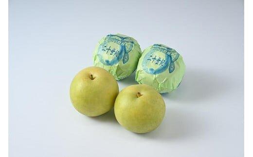 609.【先行予約】【贈答用】 二十世紀梨 5kg前後 (10個～14個前後) 鳥取県産 梨 なし※着日指定不可※2026年8月下旬～9月中旬頃に順次発送予定