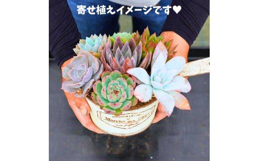 730.【厳選株】【農場直送】多肉植物エケベリア ぷっくり充実株!! おまかせ14品種セット※着日指定不可※北海道・沖縄・離島への配送不可