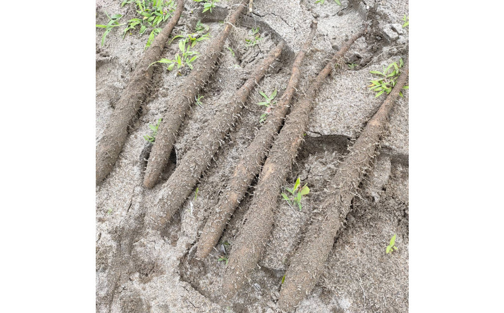 981.【訳あり】砂丘ながいも　1kg《検索用ワード:長芋・とりたて・とろろ・ねばり・山芋》