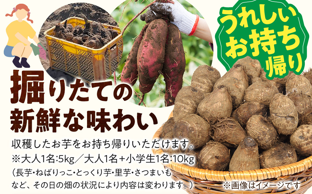 1285.【要予約 親子用（大人1名様+小学生1名様）】北栄町 お芋収穫体験　長芋・ねばりっこ・とっくり芋・里芋・さつまいも　掘ったお芋5kg×2名様分付き