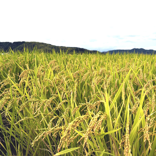 令和6年産こしひかり精米5kg