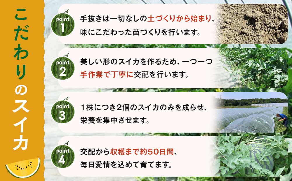 1116.鳥取県産 金色羅皇スイカ 1玉 7-9キロ前後（こちらの返礼品は、大栄西瓜ではありません）