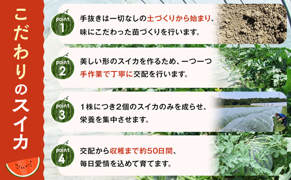 1118.旬の味覚を2度楽しめる、特別な鳥取スイカセット（こちらの返礼品は、大栄西瓜ではありません）