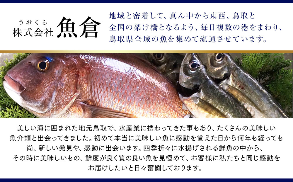 【早期受付】【活】タグ付き松葉ガニ　大1枚（800g前後）《かに カニ 蟹 ズワイガニ》※着日指定不可※2025年11月上旬頃から順次発送予定