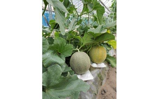 311.【先行予約】幻の「優香メロン」満足の2玉セット　※2026年6月下旬頃より順次発送予定