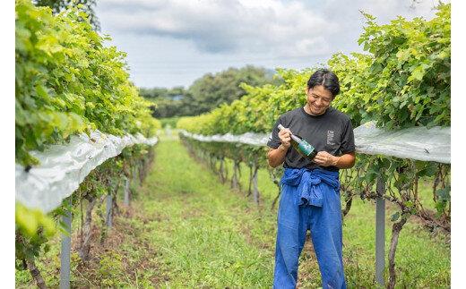 685.辛口赤ワイン「富士の夢２０１６郷」【化粧箱入り】　※着日指定不可　※離島への配送不可
