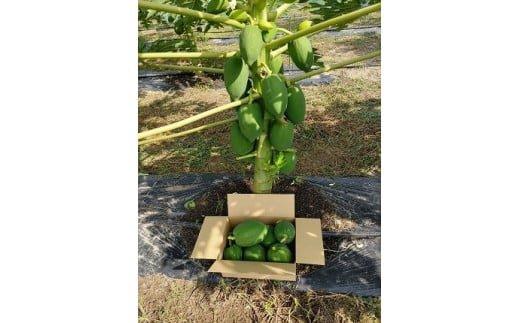 354.青パパイヤ（砂丘パパイヤ）4.0kg前後　※2025年9月中旬～11月下旬頃に順次発送予定※離島への配送不可