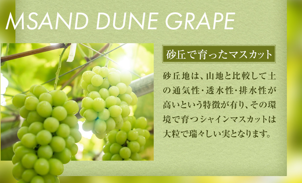 563.【先行予約】オアシス・プレミアム・シャイン 1kg（鳥取砂丘地栽培）｜ シャインマスカット 葡萄 ぶどう 産地直送 フルーツ 果物 甘い 人気 ※2026年8月下旬頃～10月下旬頃に順次発送