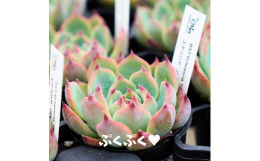 731【厳選株】【農場直送】多肉植物エケベリア ぷっくり充実株!! おまかせ7品種セット※着日指定不可※北海道・沖縄・離島への配送不可