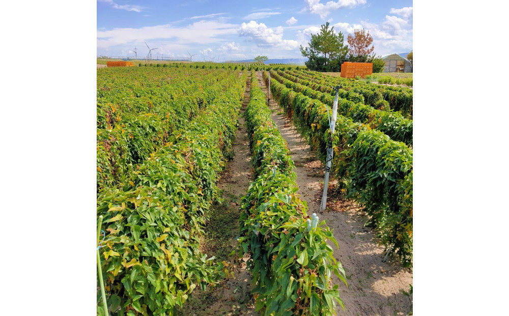 981.【訳あり】砂丘ながいも　1kg《検索用ワード:長芋・とりたて・とろろ・ねばり・山芋》