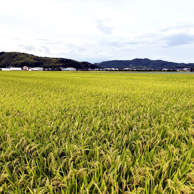 令和6年産こしひかり精米10kg