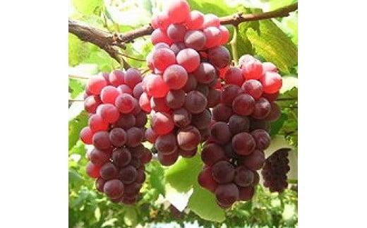 256.ぶどう　デラウエア　1.5kg以上　※2025年8月上旬～8月中旬頃に順次発送予定　※北海道・沖縄・離島への発送不可