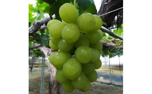 276.ぶどう　ロザリオビアンコ　1.5kg以上 産地直送　※2025年9月中旬～下旬頃に順次発送予定　※北海道・沖縄・離島への発送不可