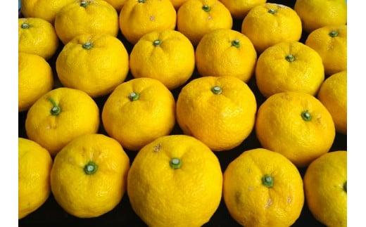 ※受付停止25.6.4※342.柚子（ゆず）玉 　2.8kg前後| 果物 食材 果汁 料理 風味 多田錦 産地直送　※2025年11月中旬～11月下旬頃に順次発送予定　※北海道・沖縄・離島への配送不可