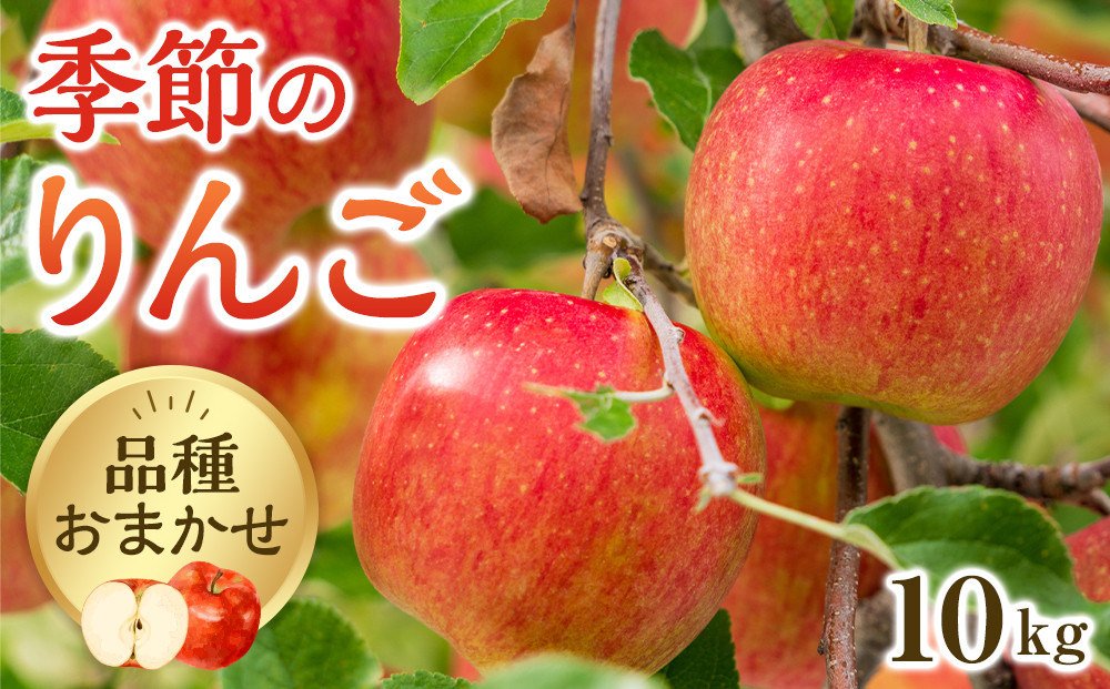 【品種はおまかせ】季節のりんご 10kg箱 ※2025年10月上旬～10月下旬頃に順次発送予定