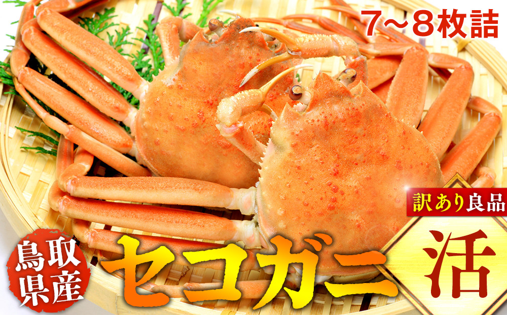 【活】鳥取県産セコガニ　訳あり　良品7~8枚詰《かに カニ 蟹 セコガニ》※2025/11/6～2025/12/25に順次発送予定※着日指定不可  離島不可（北海道、沖縄本島は配送可能）