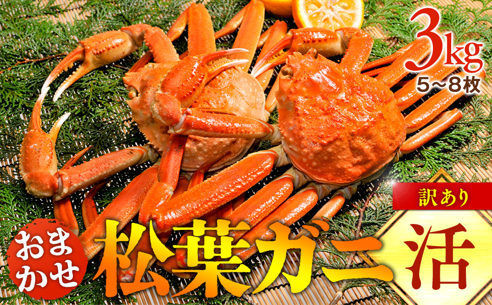 【活】訳あり　松葉ガニおまかせ3kg（5～8枚）※2025年11月上旬～2026年3月下旬頃に順次発送予定※着日指定不可