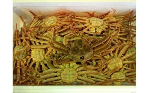 【活】鳥取県産 セコガニ 訳あり 良品 2kg※2025年11月上旬～12月下旬頃に順次発送予定◇