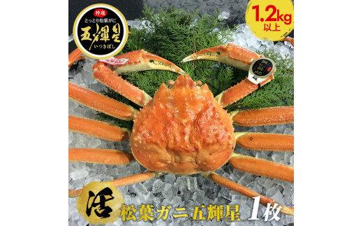 【活】鳥取ブランド　松葉ガニ　『五輝星』※2025年11月上旬～2026年3月下旬頃に順次発送予定※着日指定不可