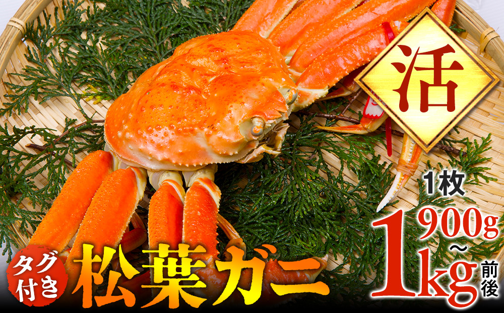 【活】タグ付き松葉ガニ　特大1枚（900g～1kg前後）【着日指定不可】※2025年11月上旬～2026年3月下旬頃に順次発送予定《かに カニ 蟹》