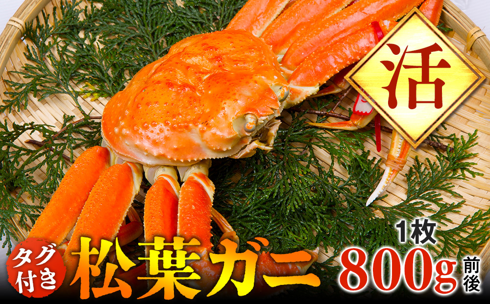 【活】タグ付き　松葉ガニ　大1枚（800g前後）◇【着日指定不可】※2025年11月上旬～2026年3月下旬頃に順次発送予定《かに カニ 蟹》