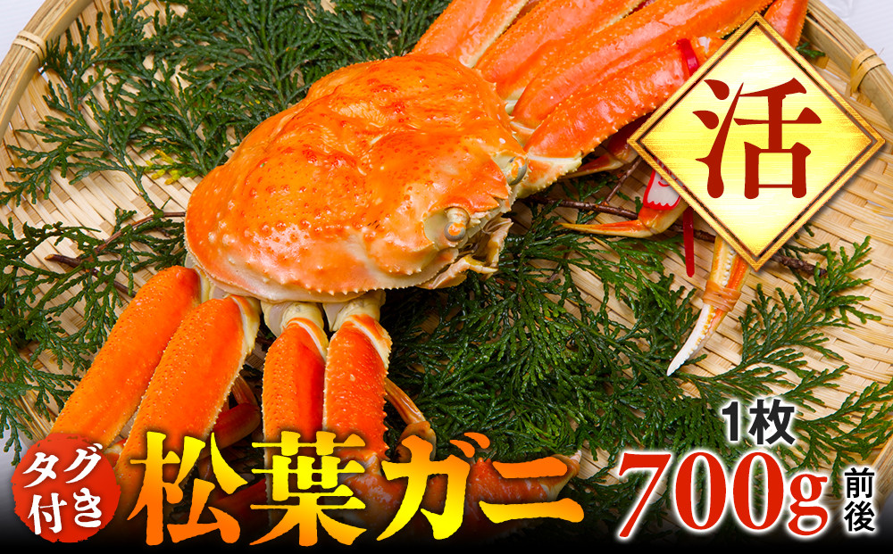 【活】タグ付き松葉ガニ　中1枚（700g前後）◇【着日指定不可】※2025年11月上旬～2026年3月下旬頃に順次発送予定《かに カニ 蟹》