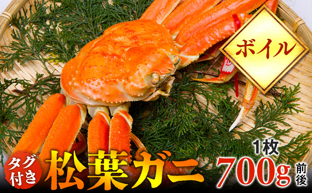 【ボイル】タグ付き松葉ガニ　中1枚（700g前後）◇【着日指定不可】※2025年11月上旬～2026年3月下旬頃に順次発送予定《かに カニ 蟹》