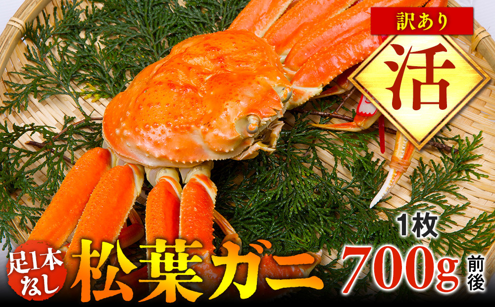 【活】足1本なし訳あり松葉ガニ　中1枚（700g前後）【着日指定不可】※2025年11月上旬～2026年3月下旬頃に順次発送予定《かに カニ 蟹》