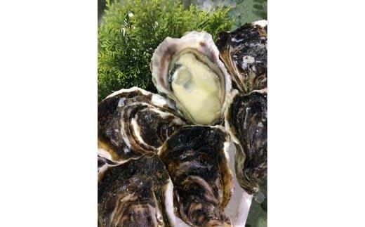 128.【2026年6月上旬以降発送 先行予約】鳥取県産　天然岩ガキ『夏輝』　おまかせ3kg(約7～12個) 牡蠣 カキ　※1個の重さによって個数が変わります　※着日指定不可※2026年6月上旬～8月下旬頃に順次発送予定