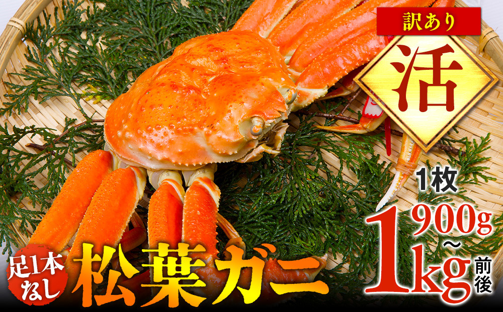 【活】足1本なし　訳あり　松葉ガニ　特大1枚（900g～1kg前後）【着日指定不可】※2025年11月上旬～2026年3月下旬に順次発送予定