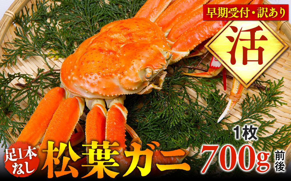 【早期受付】【活】足1本なし　訳あり　松葉ガニ　中1枚（700g前後）《かに カニ 蟹 ズワイガニ 》※着日指定不可※2025年11月上旬頃から順次発送予定