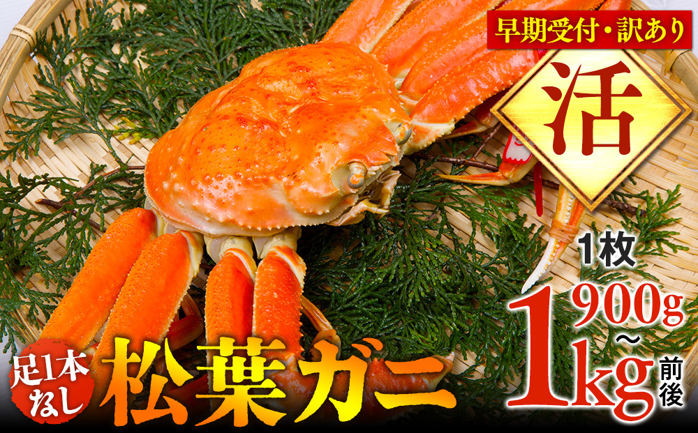 【早期受付】【活】足1本なし　訳あり　松葉ガニ　特大1枚（900g～1kg前後）《かに カニ 蟹 ズワイガニ 》※着日指定不可※2025年11月上旬頃から順次発送予定