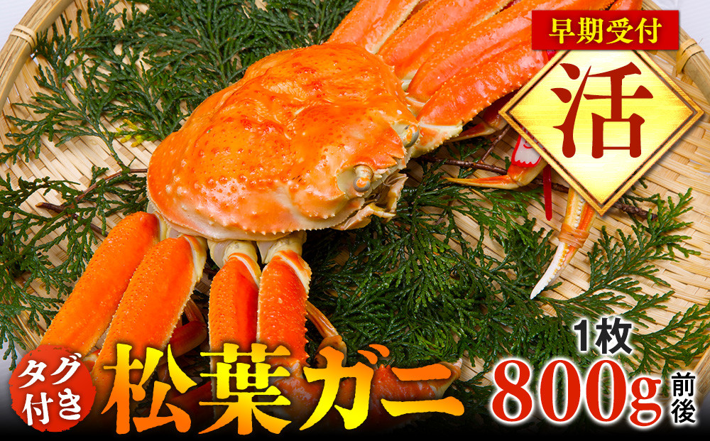 【早期受付】【活】タグ付き松葉ガニ　大1枚（800g前後）《かに カニ 蟹 ズワイガニ》※着日指定不可※2025年11月上旬頃から順次発送予定