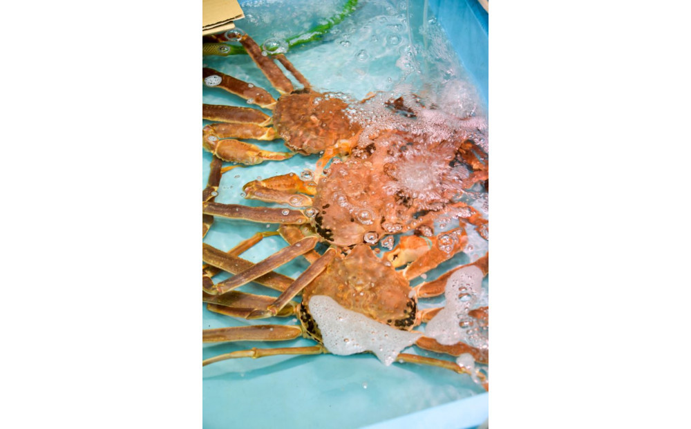 ご自宅用　活訳あり松葉ガニ　お任せ大満足の5kgセット【着日指定不可】※2025年11月上旬～2026年3月下旬頃に順次発送予定