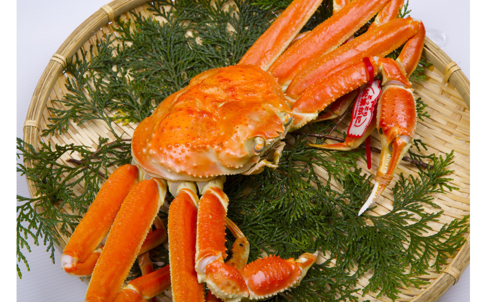 .鳥取県産　タグ付きボイル松葉ガニと活松葉ガニの欲張りフルコース大2枚セット　(800g前後)　※2025年11月上旬～2026年3月下旬頃に順次発送予定
